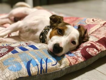 Portrait of dog resting on bed