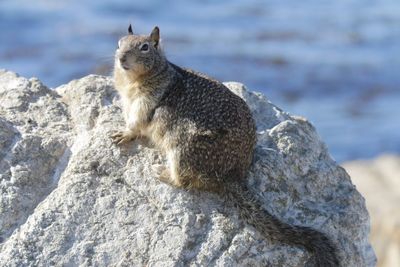 Close-up of squirrel sitting on rock