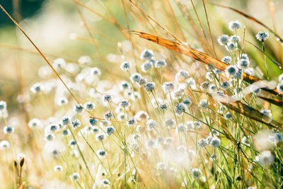 Close-up of flowering plants on field