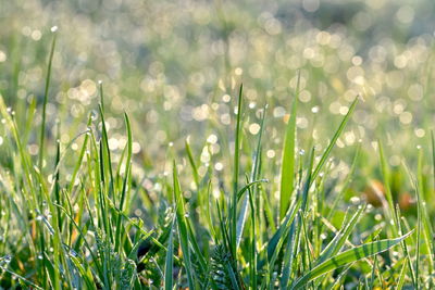 Close-up of dew on grass