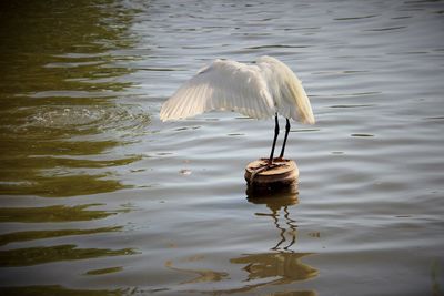 High angle view of bird in lake