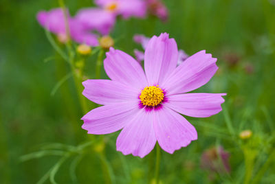 Close-up of pink cosmos flower