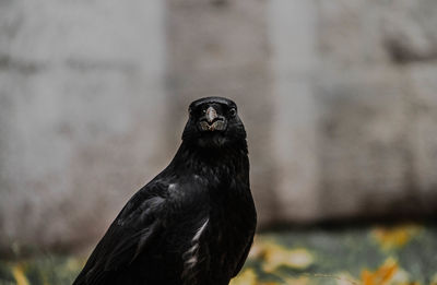 Close-up of a bird