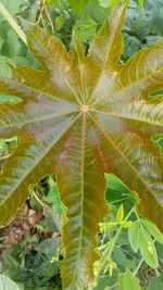 Close-up of fresh green plant