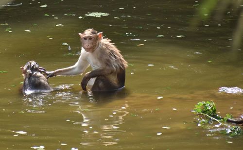 Monkey in a lake