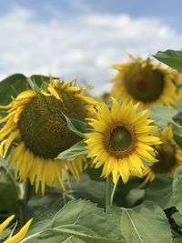 Close-up of yellow flowering plant