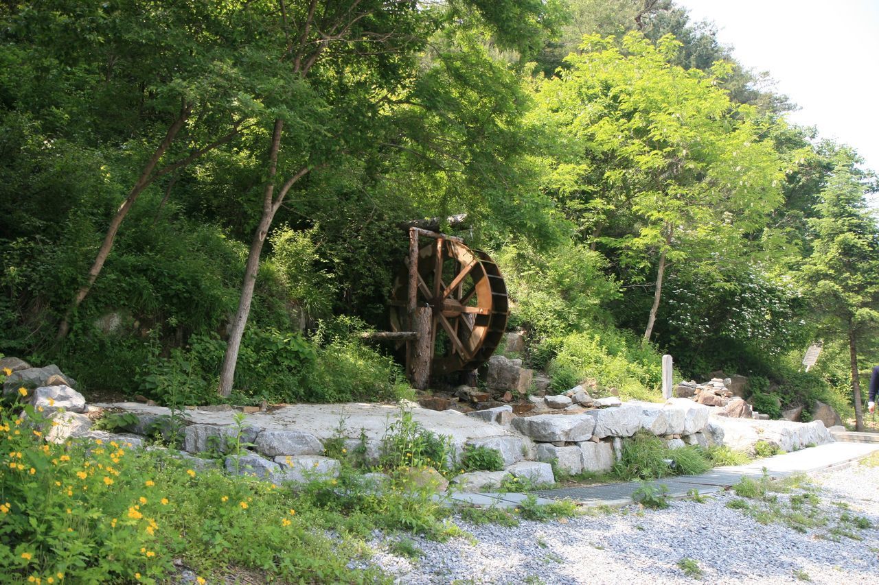 VIEW OF TREES BY ROCKS