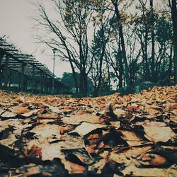 Fallen leaves on tree trunk