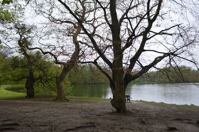 Bare tree by river against sky