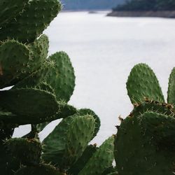 Close-up of cactus growing on plant against sky