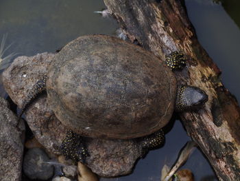 High angle view of turtle on driftwood in lake