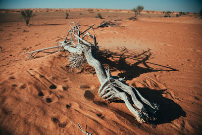 Dead tree on sand dune