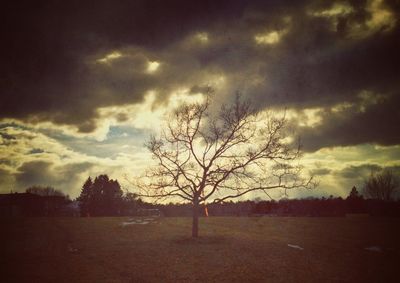 Bare trees on field against cloudy sky