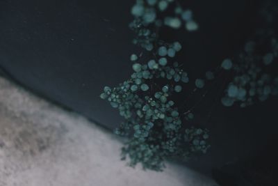selective focus