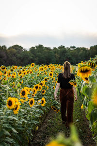 Rear view of woman walking on sunflower field