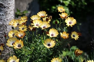 High angle view of daisy flowers