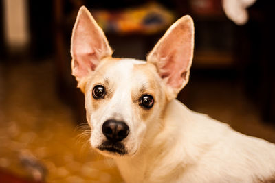 Close-up portrait of dog