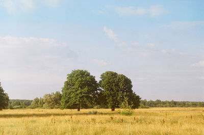 Trees on field against sky