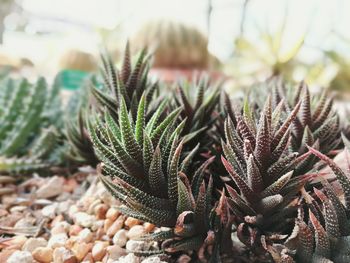 Close-up of cactus plant