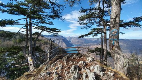 Panoramic shot of trees on landscape against sky