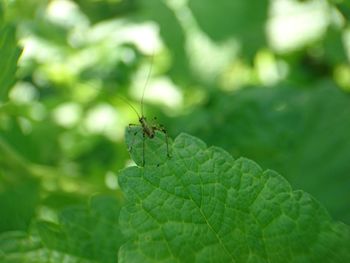 Close-up of insect on leaf