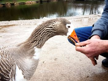 Close-up of hand feeding swan