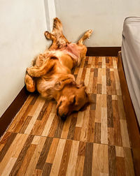 High angle view of dog sleeping on floor