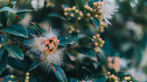 Close-up of flowering plant