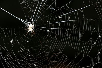 Close-up of spider web