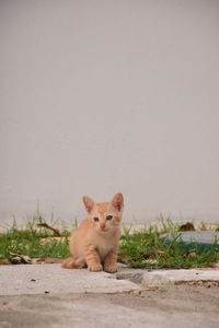 Portrait of cat sitting on street