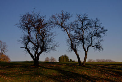 Bare tree on field against clear sky