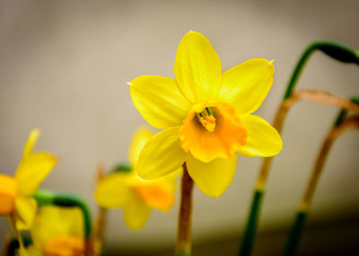 Close-up of yellow flowering plant