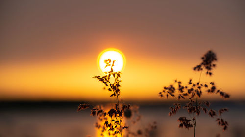 Silhouette plant against sea during sunset