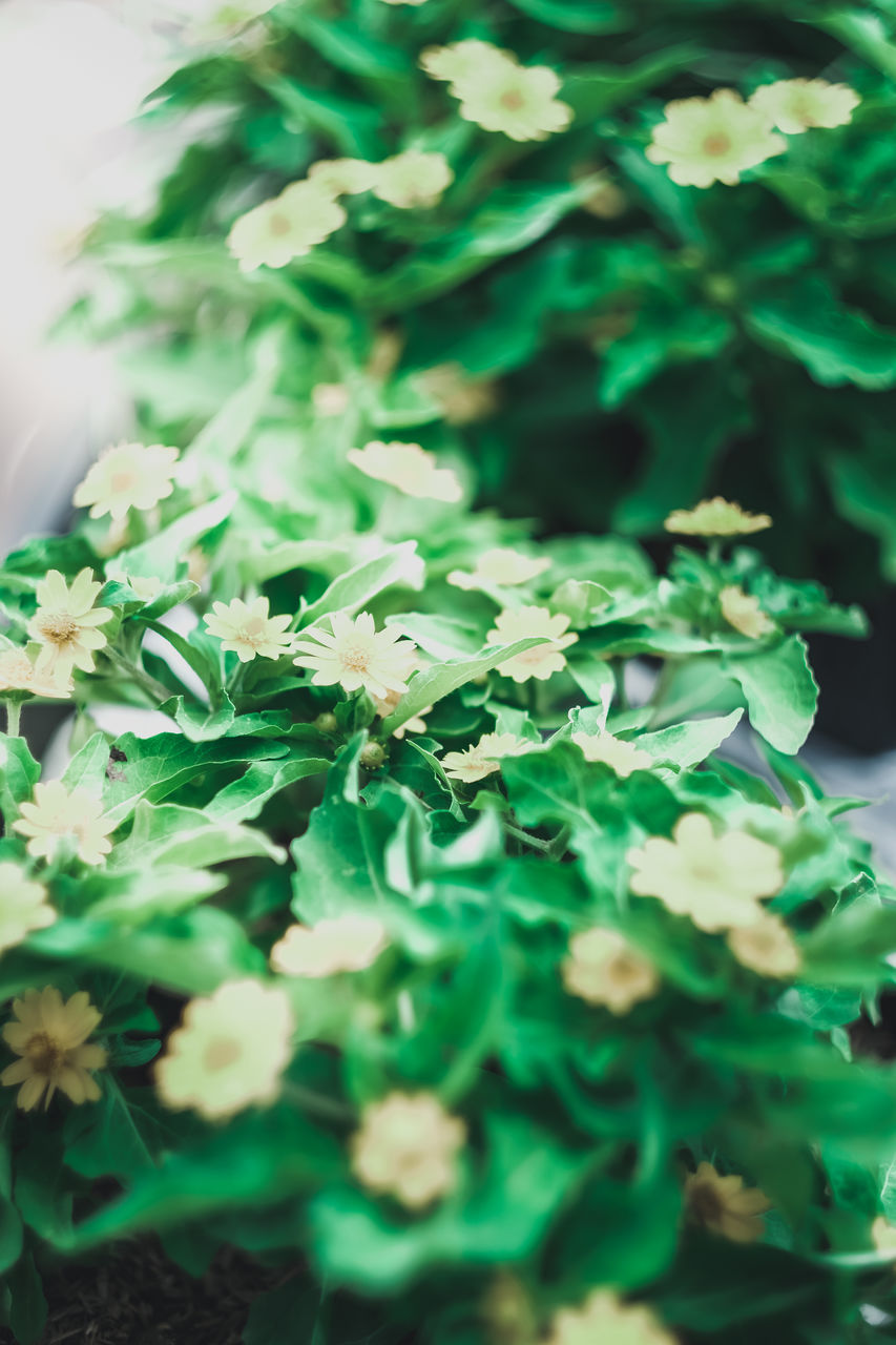 HIGH ANGLE VIEW OF FLOWERING PLANTS