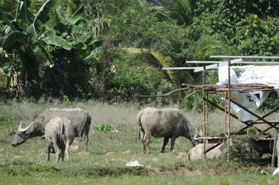 Sheep in a field