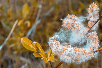 Close-up of snow on plant during autumn