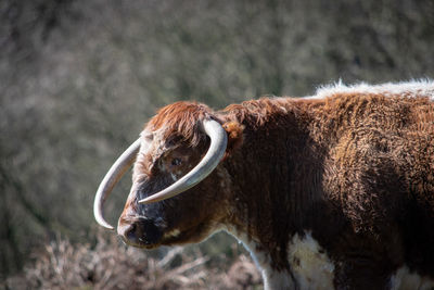 View of cow on field