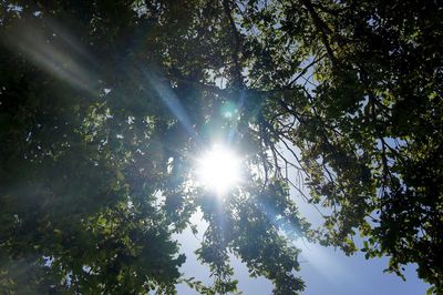 Low angle view of trees against sky