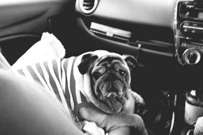 Portrait of dog in car