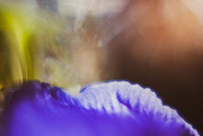 Macro shot of purple flowering plants