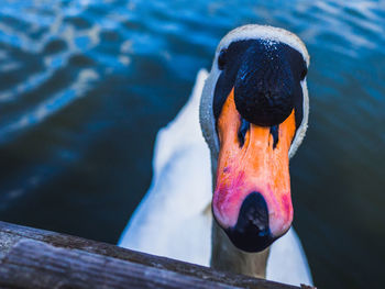 Close-up of swan in lake