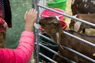 Baby goat in a livestock pen smells the hand of a child