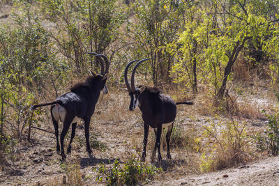 Horses in a forest