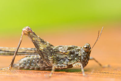 Macro shot of grasshopper