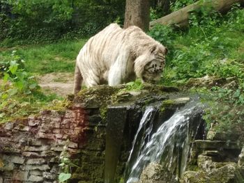 View of lion in the forest