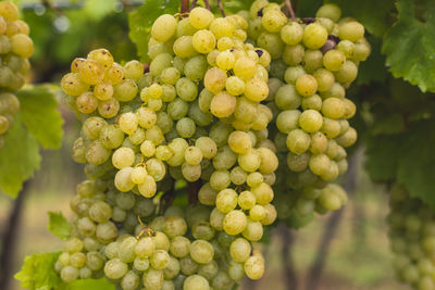 White grapes hanging from the vine in autumn vineyard .