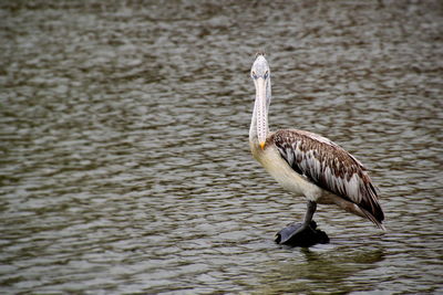 Bird in lake