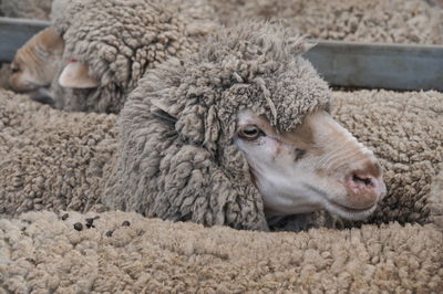 Close-up of a sheep