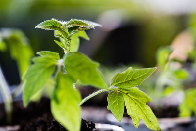 Close-up of plant