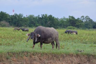Sheep grazing in a field